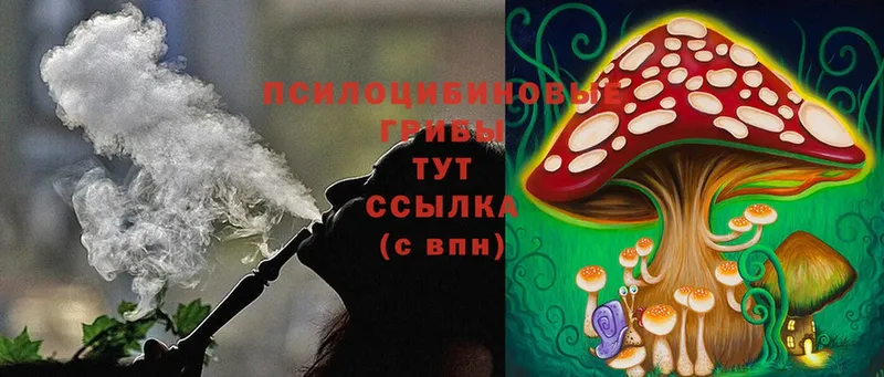 Галлюциногенные грибы Psilocybine cubensis  Лесной 